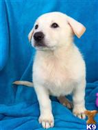 german shepherd puppy posted by Diane Schiavo